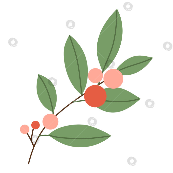 Скачать Зимняя ветка с красными ягодами и листьями, выделенными на белом фоне. Векторная иллюстрация, плоский стиль фотосток Ozero