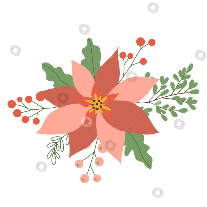 Скачать Зимний красный цветок пуансеттии с листьями и ягодами, рождественская звезда, выделенная на белом фоне. Векторная иллюстрация, плоский стиль фотосток Ozero