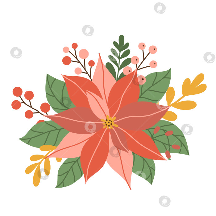 Скачать Зимний красный цветок пуансеттии с листьями и ягодами, рождественская звезда, выделенная на белом фоне. Векторная иллюстрация, плоский стиль фотосток Ozero