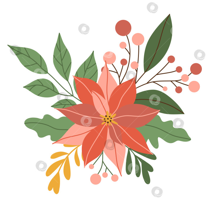 Скачать Зимний красный цветок пуансеттии с листьями и ягодами, рождественская звезда, выделенная на белом фоне. Векторная иллюстрация, плоский стиль фотосток Ozero