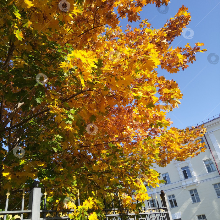 Скачать Клён. фотосток Ozero