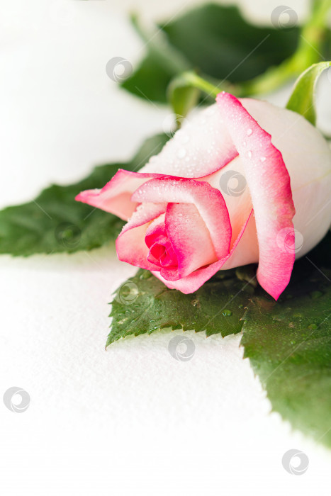 Бутон белой розы - Ozero - российский фотосток