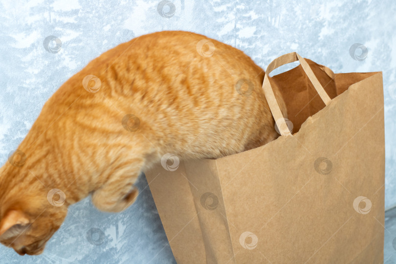 Скачать Оранжевая кошка уютно устроилась в коричневом бумажном пакете фотосток Ozero