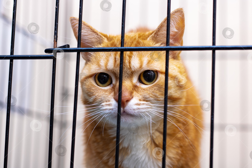 Скачать Есть оранжево-белая кошка, которая в настоящее время находится за решеткой в клетке фотосток Ozero