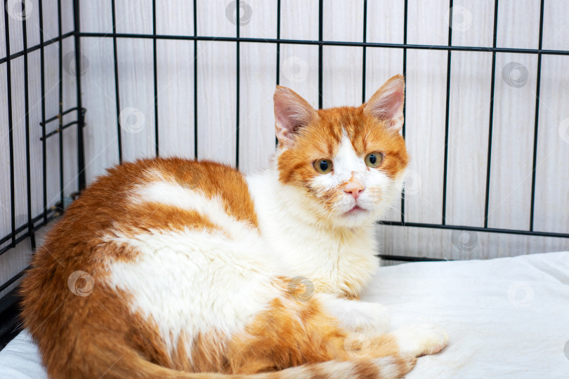 Скачать Пушистый оранжево-белый кот уютно устроился в клетке фотосток Ozero