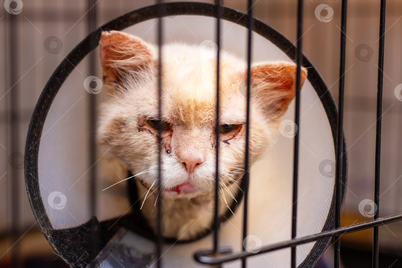 Скачать Там есть кошка с конусом на шее, которая находится за решеткой фотосток Ozero