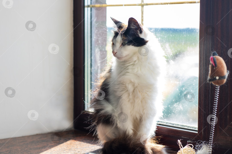 Скачать Кошка удобно устроилась на подоконнике и смотрит в окно фотосток Ozero