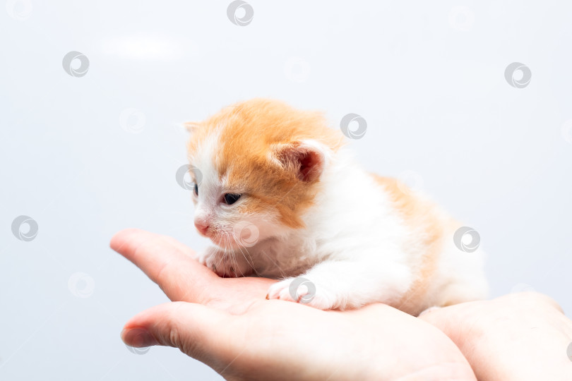 Скачать Человек нежно и заботливо держит на руках маленького оранжево-белого котенка фотосток Ozero