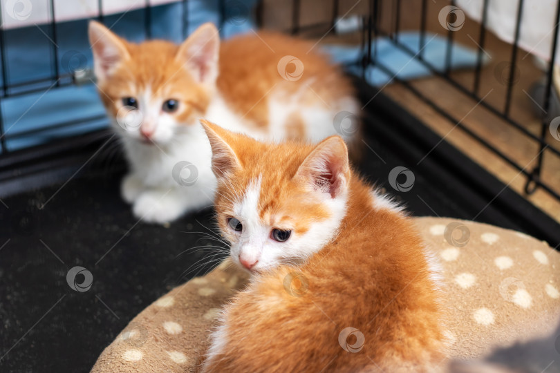 Скачать Два милых оранжево-белых котенка сидят вместе на кровати в клетке фотосток Ozero