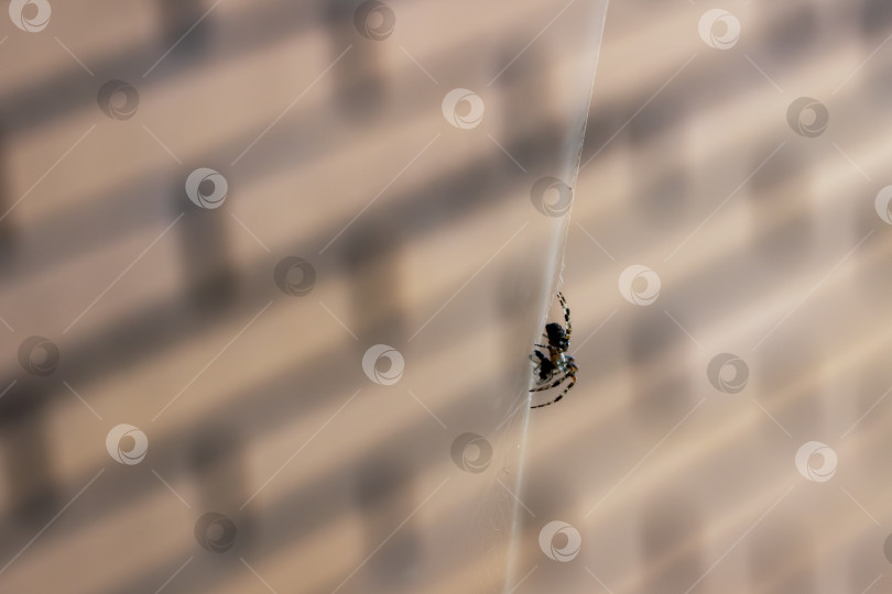 Скачать Маленький паучок тихо сидит на тонкой паутине, прикрепленной к стене фотосток Ozero