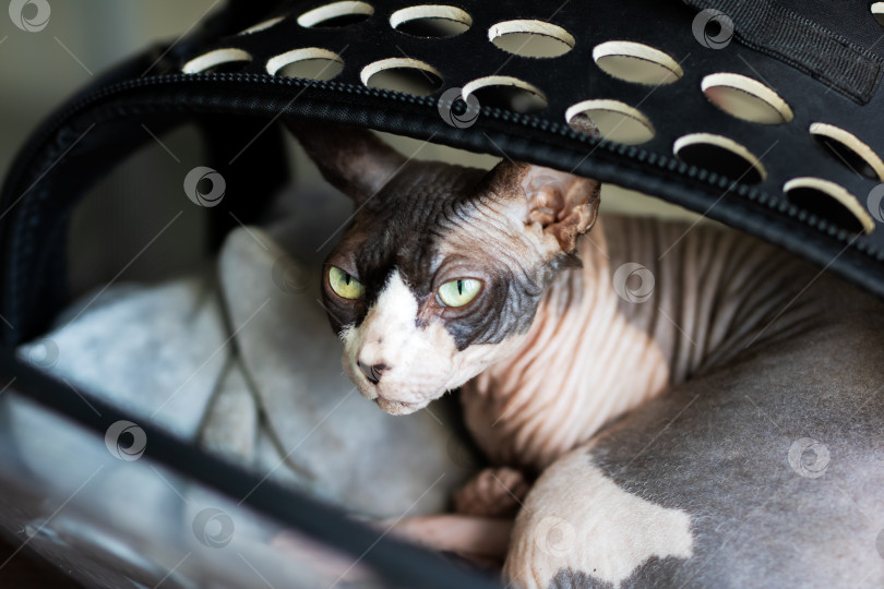 Скачать Безволосый кот-сфинкс удобно лежит в прозрачной переноске фотосток Ozero