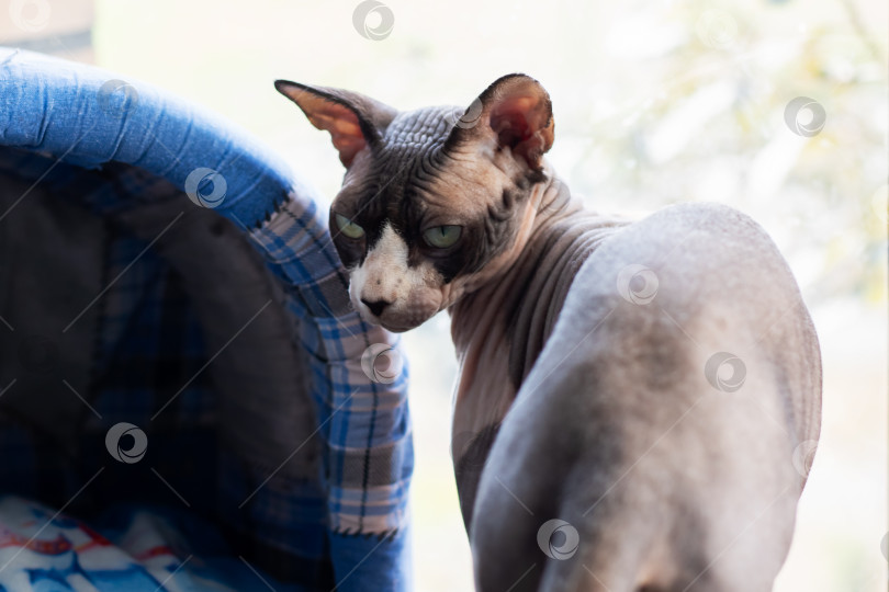 Скачать Безволосый кот стоит прямо рядом с уютной голубой кошачьей постелью фотосток Ozero