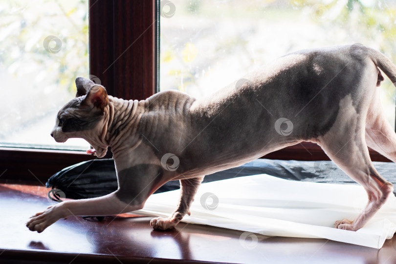 Скачать Безволосый кот неторопливо потягивается на залитом солнцем подоконнике фотосток Ozero