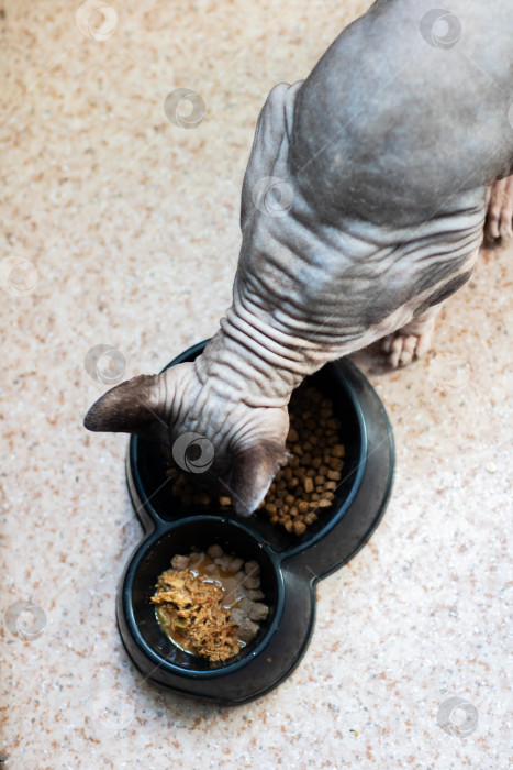 Скачать В данный момент безволосая кошка ест свою еду из черной миски фотосток Ozero