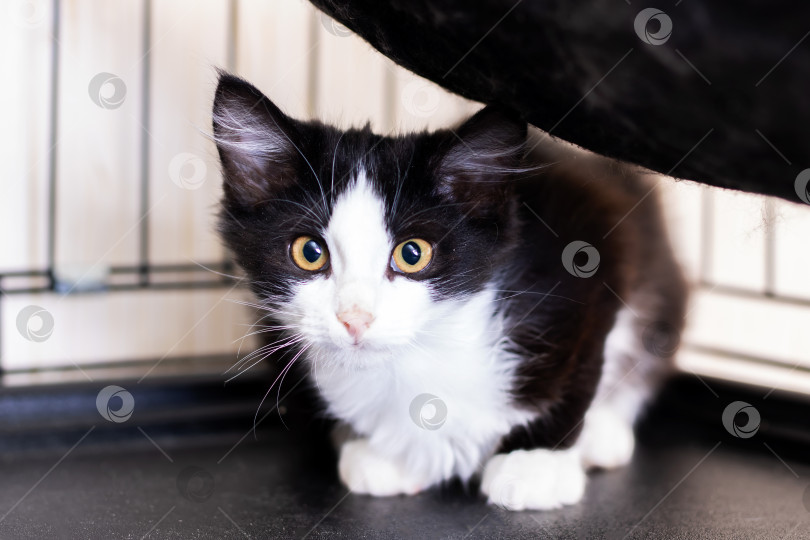 Скачать Маленький черно-белый котенок с ярко-желтыми глазами находится в клетке фотосток Ozero
