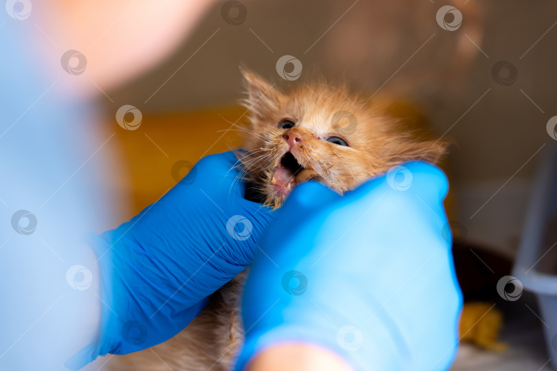 Скачать Человек в синих перчатках заботливо кормит милого котенка фотосток Ozero