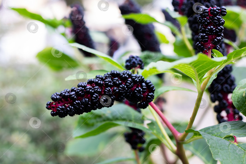 Скачать Гроздь спелых черных ягод расцветает на ярком растении фотосток Ozero