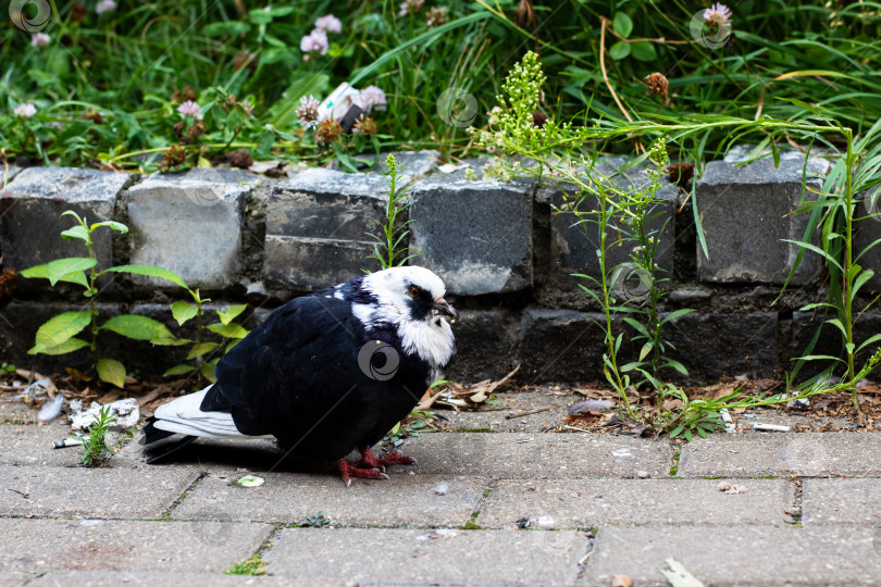 Скачать Одинокий черно-белый голубь спокойно стоит на кирпичном тротуаре фотосток Ozero