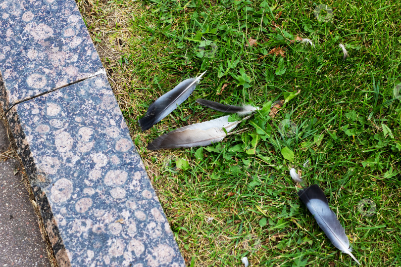 Скачать На траве разбросана коллекция разноцветных перьев фотосток Ozero