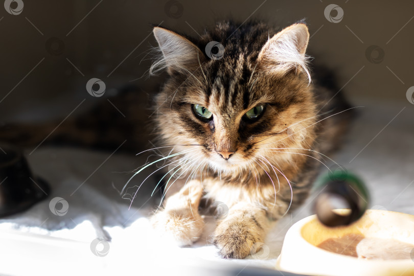 Скачать Вот изображение домашней кошки крупным планом с ярко-зелеными глазами фотосток Ozero