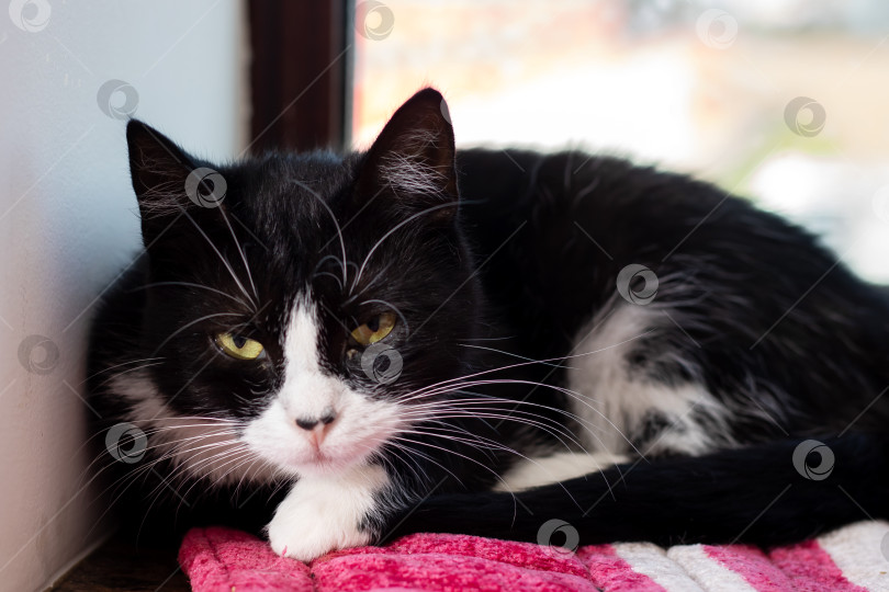 Скачать На бело-розовом полотенце уютно возлежит черно-белая кошка фотосток Ozero