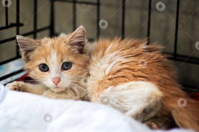 Скачать Милый оранжево-белый котенок с голубыми глазами сидит в клетке фотосток Ozero