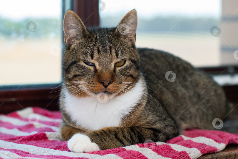 Скачать Кошка уютно разлеглась на полотенце в розовую и белую полоску фотосток Ozero