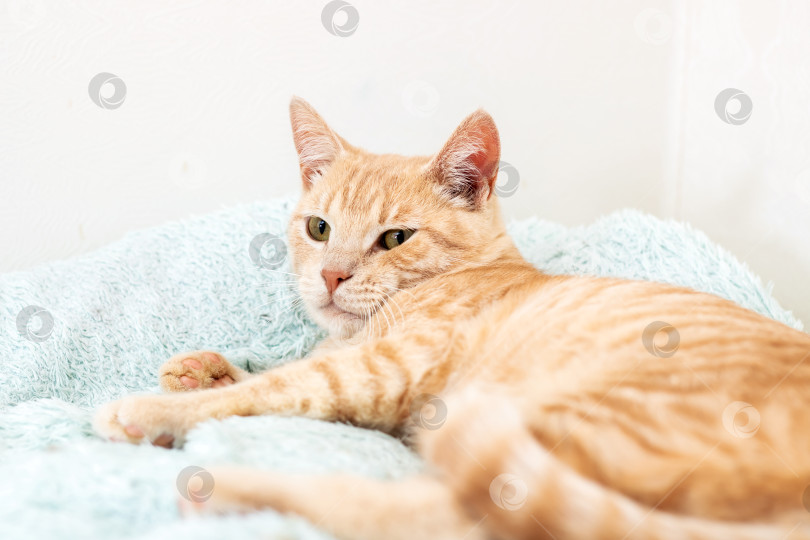 Скачать Пушистый кот лежит на голубом одеяле, с любопытством глядя в камеру фотосток Ozero