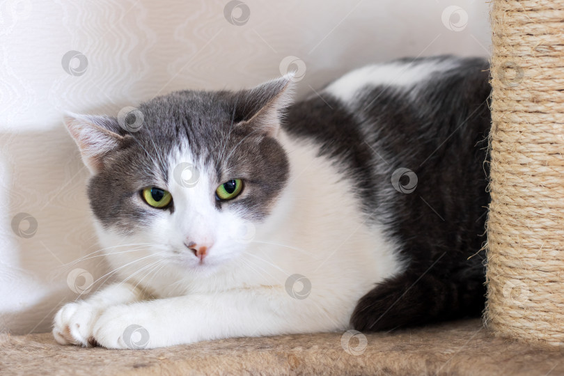 Скачать Прелестная серо-белая кошечка уютно устроилась на когтеточке фотосток Ozero