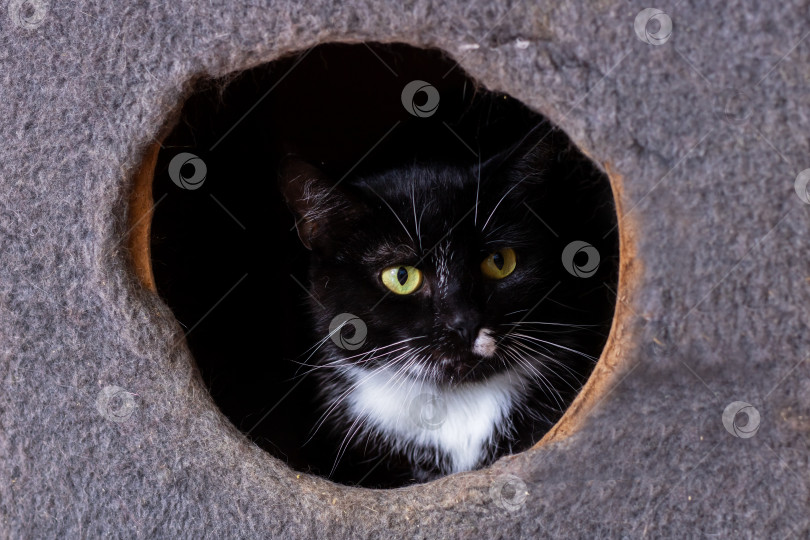 Скачать Черно-белая кошка с любопытством выглядывает из маленькой норки фотосток Ozero