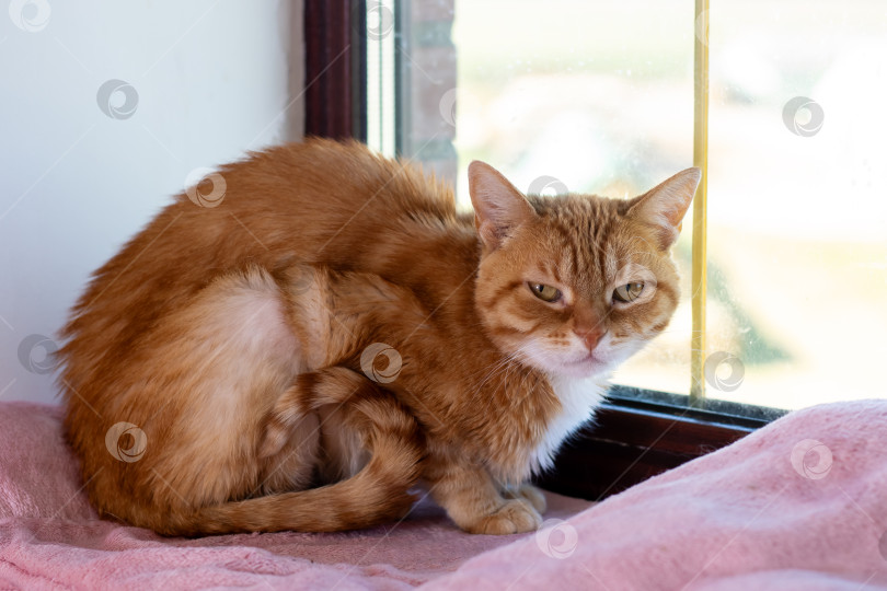 Скачать Симпатичный кот сидит на мягком розовом одеяле у большого окна фотосток Ozero