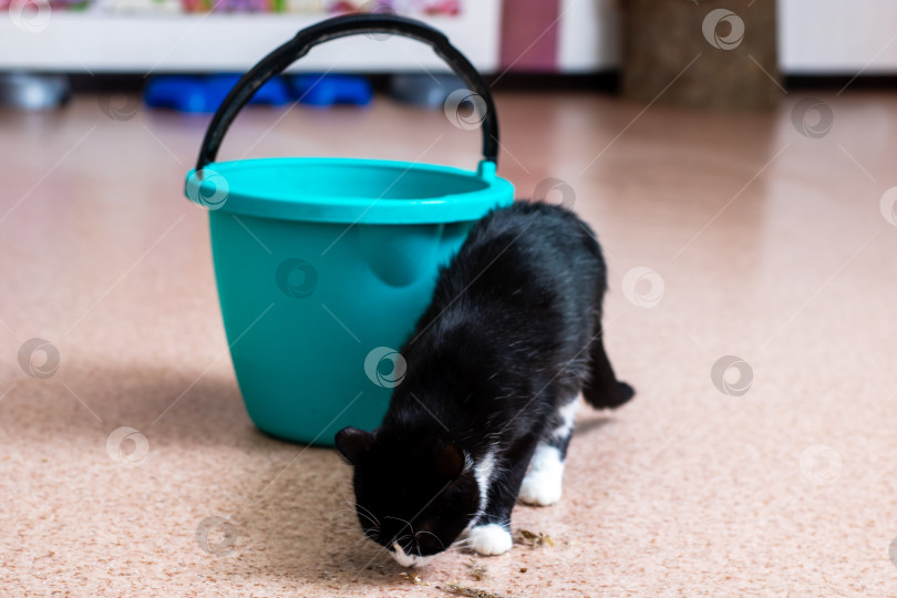 Скачать Черно-белая кошка стоит рядом с ярко-синим ведерком фотосток Ozero