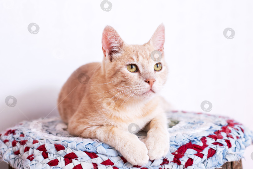 Скачать Кошка удобно лежит на мягком одеяле и смотрит в камеру фотосток Ozero