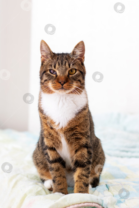 Скачать Кошка сидит на уютной лежанке, с любопытством глядя в камеру фотосток Ozero