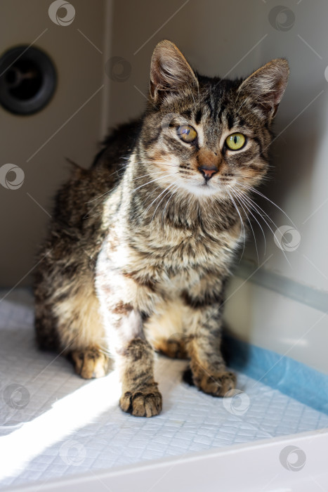 Скачать Красивая кошка с поразительными зелеными глазами грациозно восседает на столе фотосток Ozero