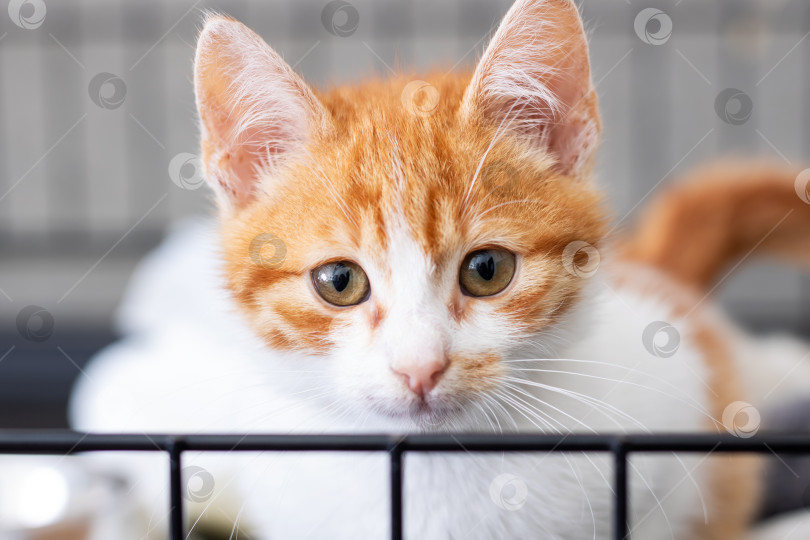 Скачать Крупный план одомашненной оранжево-белой кошки в клетке фотосток Ozero