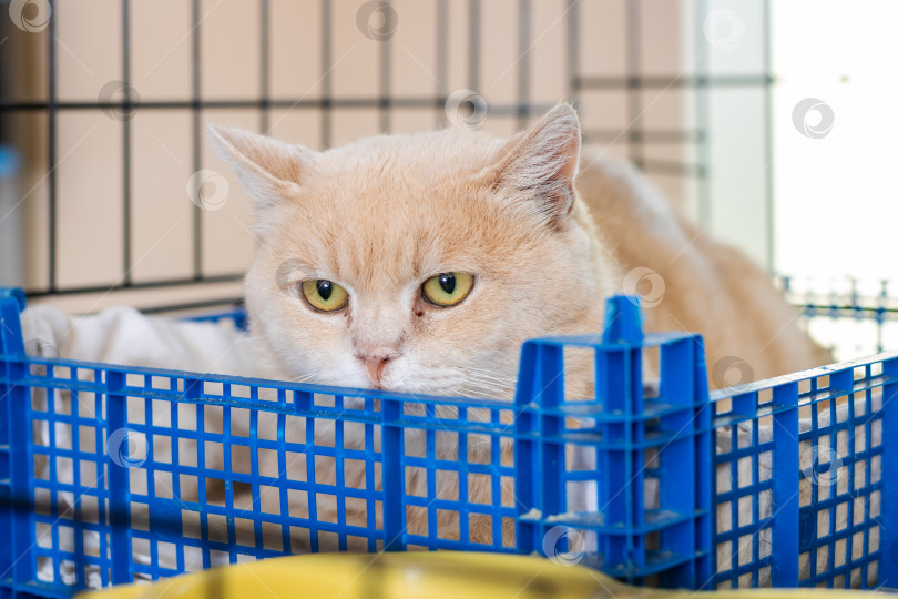 Скачать Маленькая кошечка уютно устроилась в синем пластиковом ящике фотосток Ozero