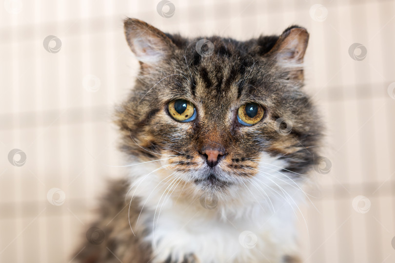Скачать Это изображение кошачьей морды крупным планом, которая смотрит прямо в камеру фотосток Ozero