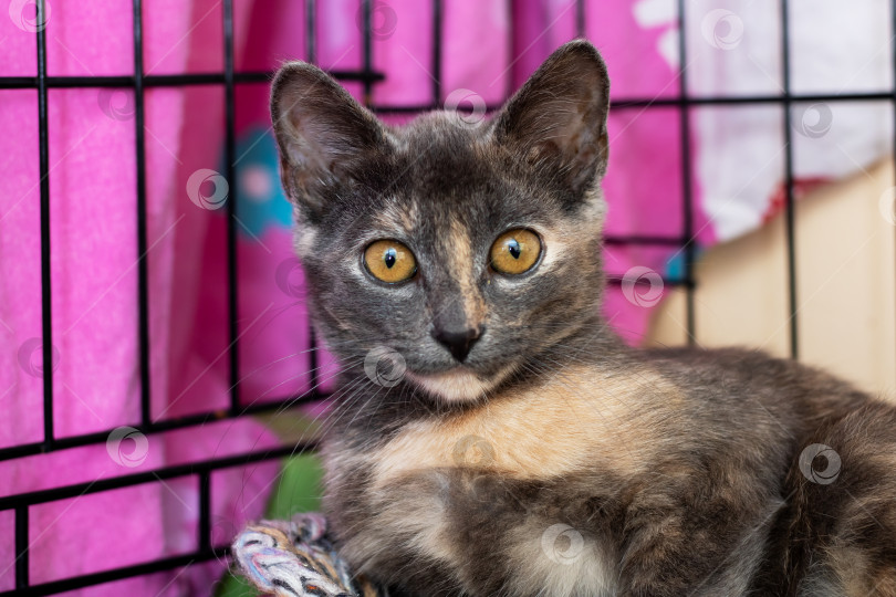 Скачать В данный момент ситцевый кот сидит в клетке и смотрит в камеру фотосток Ozero