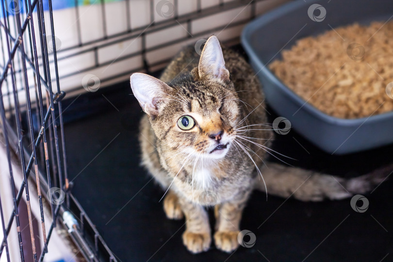 Скачать Домашняя кошка спокойно сидит в клетке рядом с ящиком для мусора фотосток Ozero