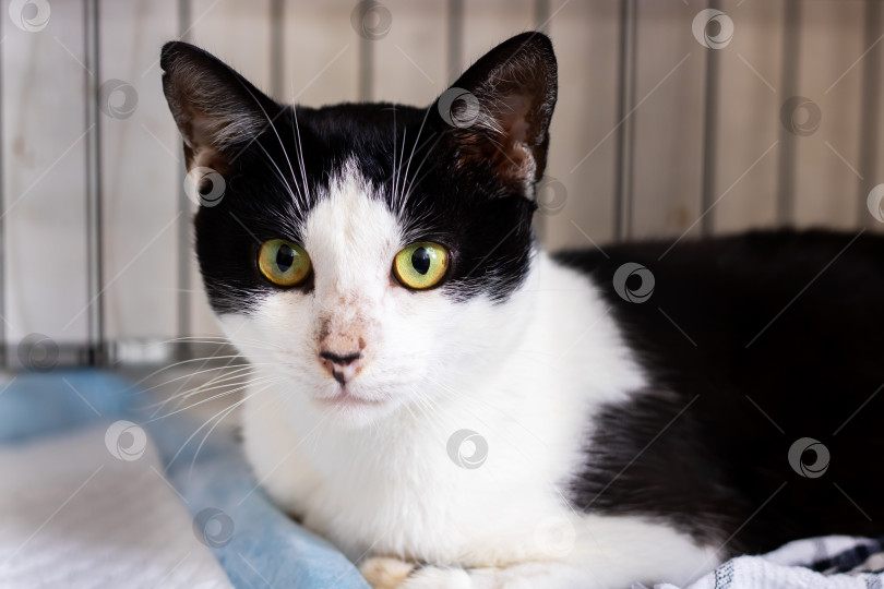 Скачать Черно-белая кошка с пронзительными желтыми глазами в данный момент лежит фотосток Ozero