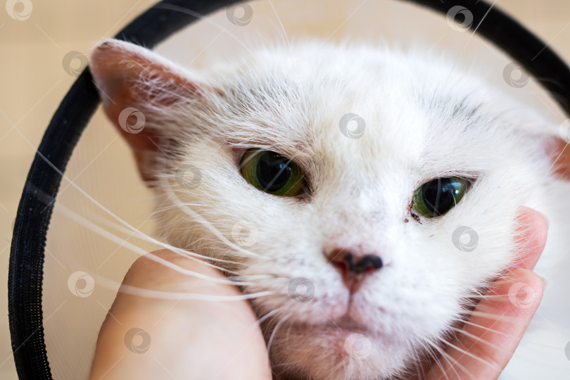Скачать Человек держит на руках белую кошку с поразительными зелеными глазами фотосток Ozero