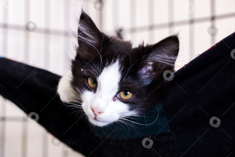 Скачать Черно-белая кошка с желтыми глазами расслабляется в гамаке фотосток Ozero