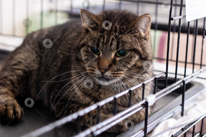 Скачать Кошка лежит в клетке и с любопытством смотрит в камеру фотосток Ozero