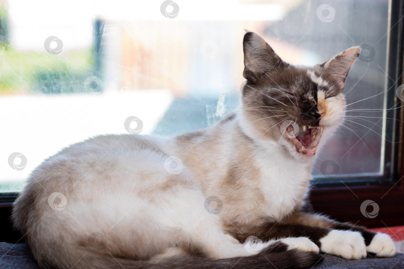 Скачать Кошка лежит перед окном, широко раскрыв рот и расслабившись фотосток Ozero