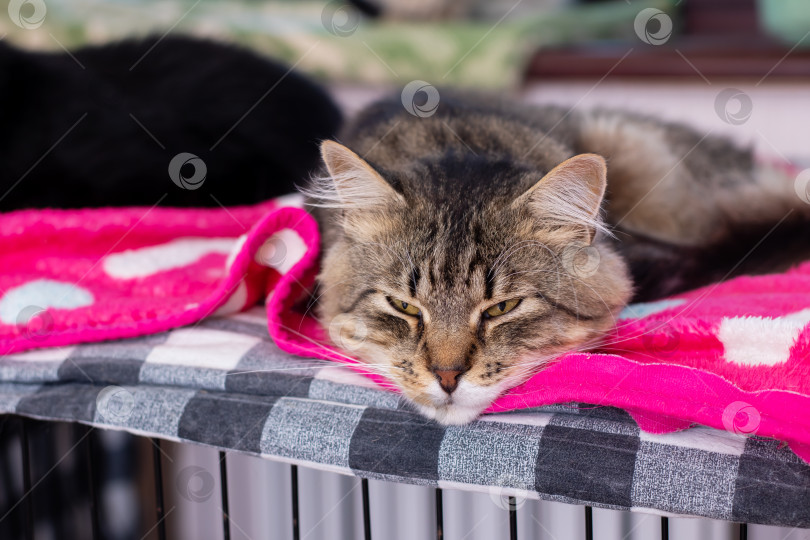 Скачать Пушистый кот уютно устроился на мягком розовом одеяле в клетке фотосток Ozero