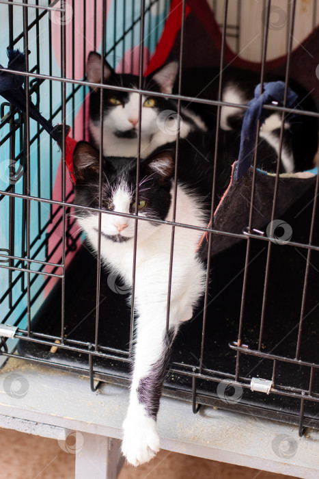 Скачать Кошка в черно-белую полоску спокойно сидит в клетке фотосток Ozero