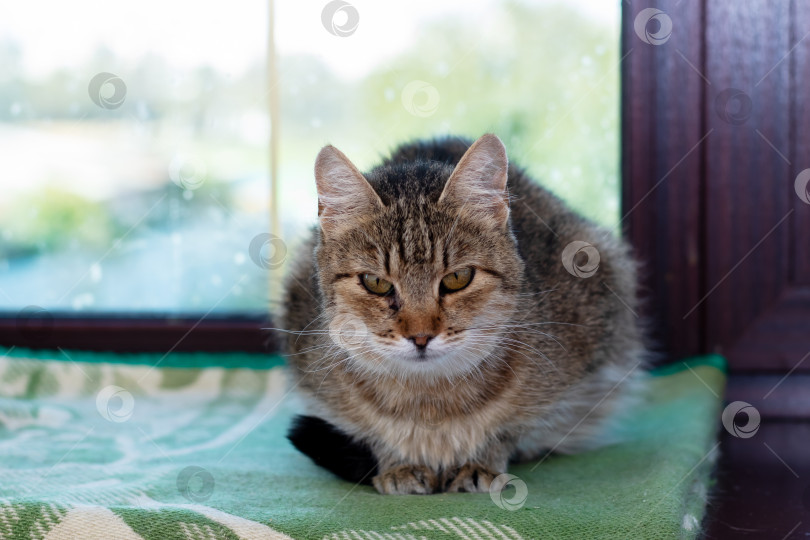 Скачать Пушистый кот уютно устроился на мягком одеяле у окна фотосток Ozero