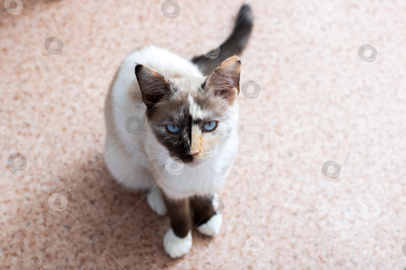 Скачать Красивая сиамская кошка с потрясающими голубыми глазами смотрит в камеру фотосток Ozero