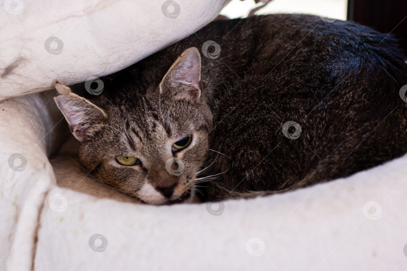 Скачать Пушистый кот лежит под белым одеялом и смотрит в камеру фотосток Ozero